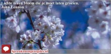 Liefde is een bloem die je moet laten groeien.